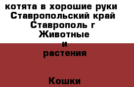 котята в хорошие руки - Ставропольский край, Ставрополь г. Животные и растения » Кошки   